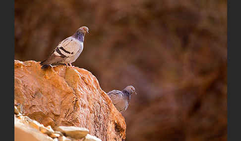 Felsentaube (Columba livia)