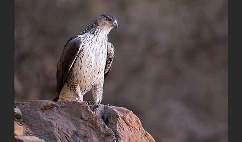 Habichtsadler (Aquila fasciata)