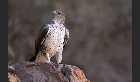 Habichtsadler (Aquila fasciata)