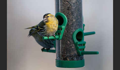 Erlenzeisig (Carduelis spinus)