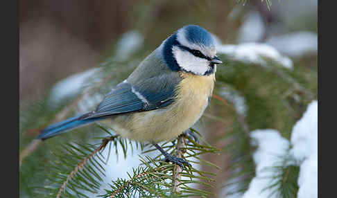 Blaumeise (Parus caeruleus)