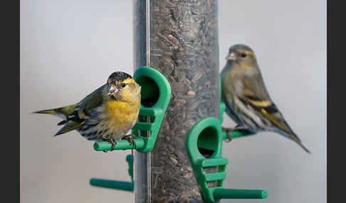 Erlenzeisig (Carduelis spinus)