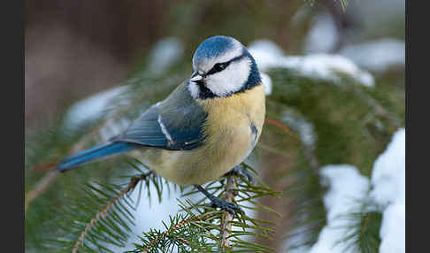 Blaumeise (Parus caeruleus)