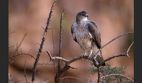 Habichtsadler (Aquila fasciata)