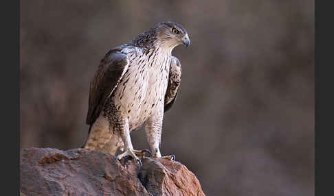 Habichtsadler (Aquila fasciata)