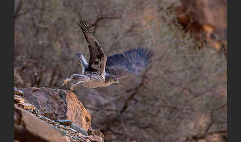 Habichtsadler (Aquila fasciata)