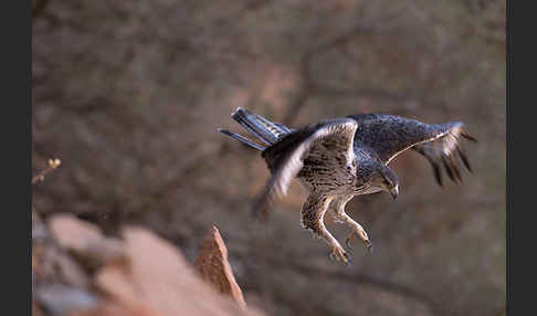 Habichtsadler (Aquila fasciata)