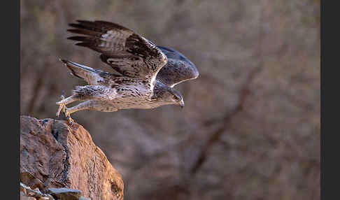 Habichtsadler (Aquila fasciata)