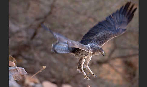 Habichtsadler (Aquila fasciata)