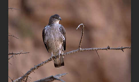 Habichtsadler (Aquila fasciata)