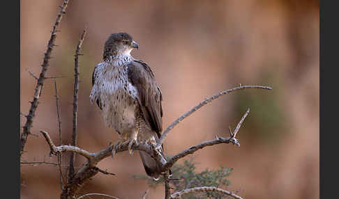 Habichtsadler (Aquila fasciata)