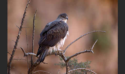 Habichtsadler (Aquila fasciata)