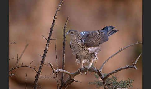 Habichtsadler (Aquila fasciata)