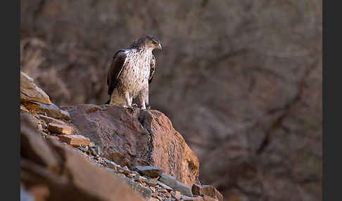 Habichtsadler (Aquila fasciata)