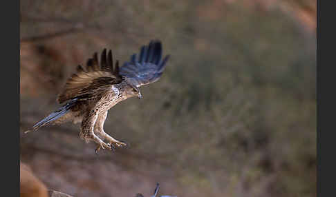 Habichtsadler (Aquila fasciata)