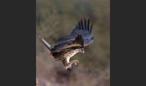 Habichtsadler (Aquila fasciata)