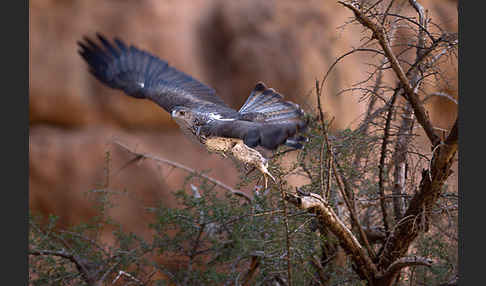 Habichtsadler (Aquila fasciata)