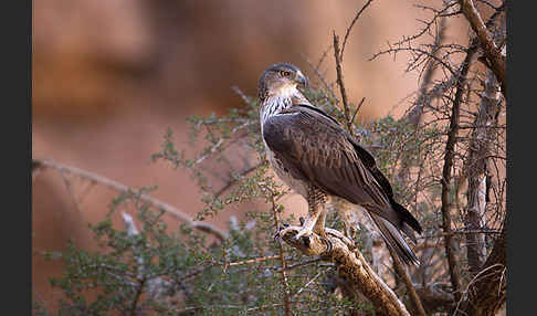 Habichtsadler (Aquila fasciata)