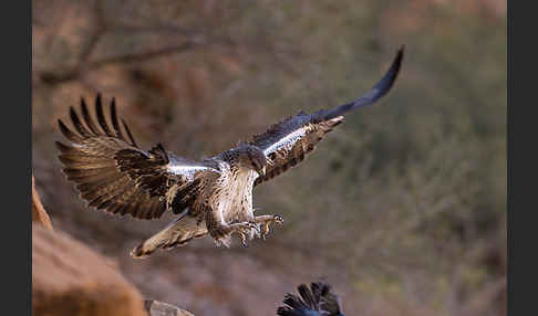 Habichtsadler (Aquila fasciata)