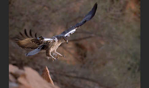 Habichtsadler (Aquila fasciata)