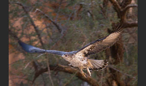 Habichtsadler (Aquila fasciata)