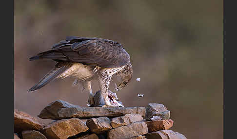 Habichtsadler (Aquila fasciata)