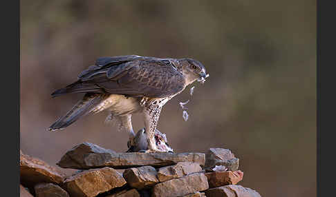 Habichtsadler (Aquila fasciata)