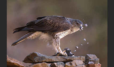 Habichtsadler (Aquila fasciata)