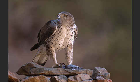 Habichtsadler (Aquila fasciata)