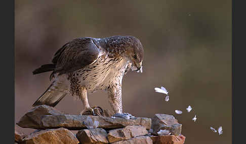 Habichtsadler (Aquila fasciata)