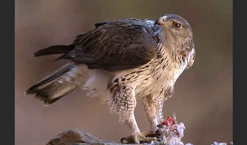 Habichtsadler (Aquila fasciata)