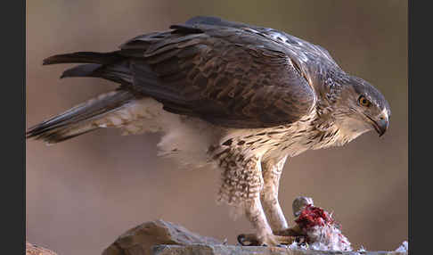 Habichtsadler (Aquila fasciata)