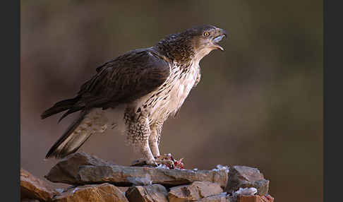 Habichtsadler (Aquila fasciata)