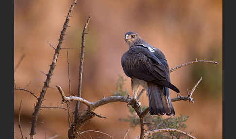 Habichtsadler (Aquila fasciata)