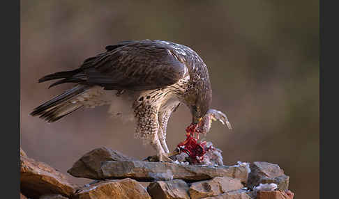 Habichtsadler (Aquila fasciata)