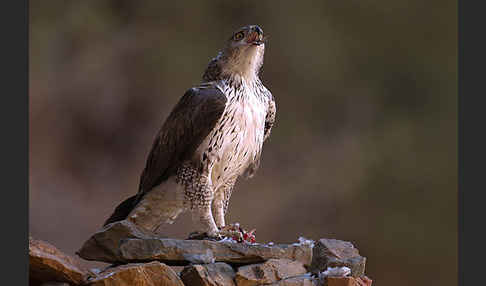 Habichtsadler (Aquila fasciata)