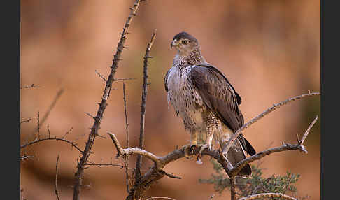 Habichtsadler (Aquila fasciata)