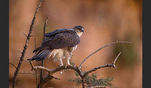 Habichtsadler (Aquila fasciata)