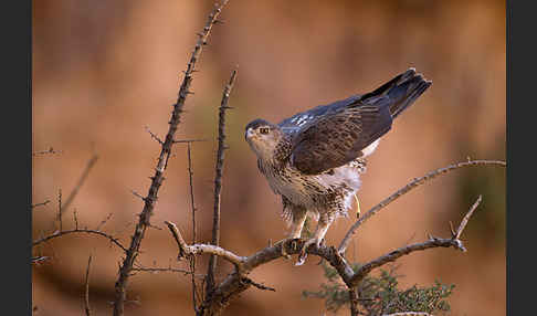 Habichtsadler (Aquila fasciata)