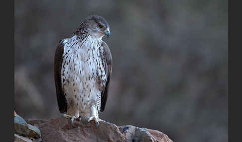 Habichtsadler (Aquila fasciata)