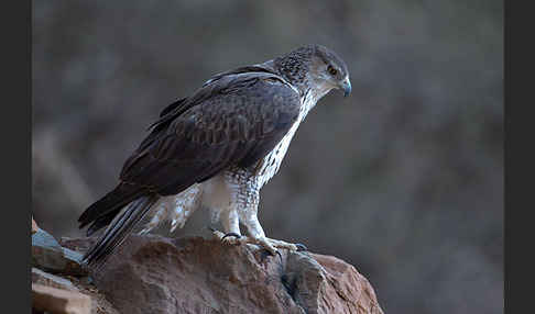 Habichtsadler (Aquila fasciata)