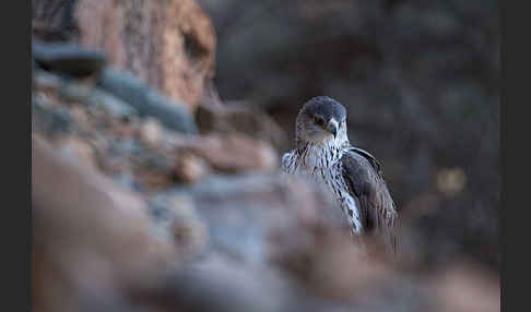 Habichtsadler (Aquila fasciata)