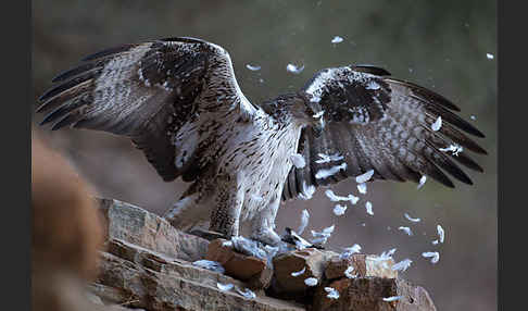 Habichtsadler (Aquila fasciata)