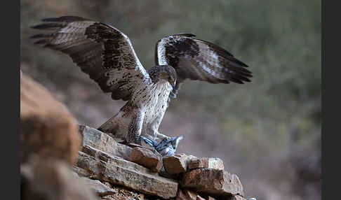 Habichtsadler (Aquila fasciata)