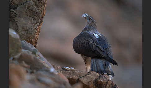 Habichtsadler (Aquila fasciata)