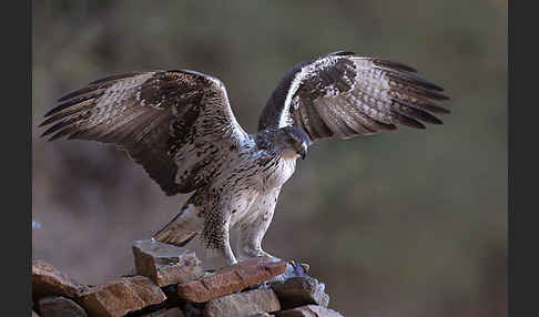 Habichtsadler (Aquila fasciata)