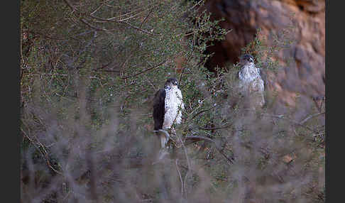 Habichtsadler (Aquila fasciata)