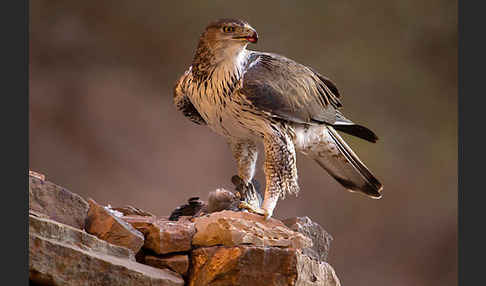 Habichtsadler (Aquila fasciata)