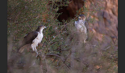 Habichtsadler (Aquila fasciata)