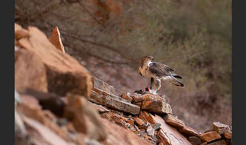 Habichtsadler (Aquila fasciata)